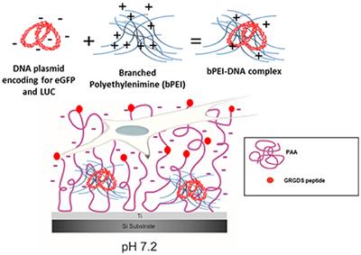 Free Polyethylenimine Enhances Substrate-Mediated Gene Delivery on Titanium Substrates Modified With RGD-Functionalized Poly(acrylic acid) Brushes